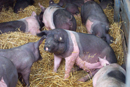 Schweine auf dem Bauerngut Schiefelbusch